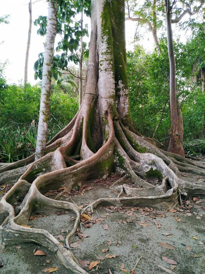 Four Monkeys Eco Lodge Jungle & Beach - The House Cabo Matapalo 외부 사진
