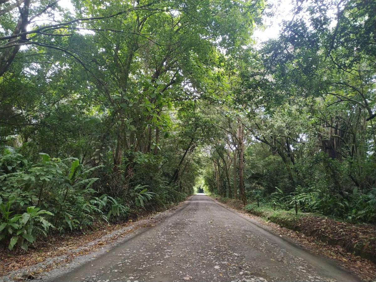 Four Monkeys Eco Lodge Jungle & Beach - The House Cabo Matapalo 외부 사진