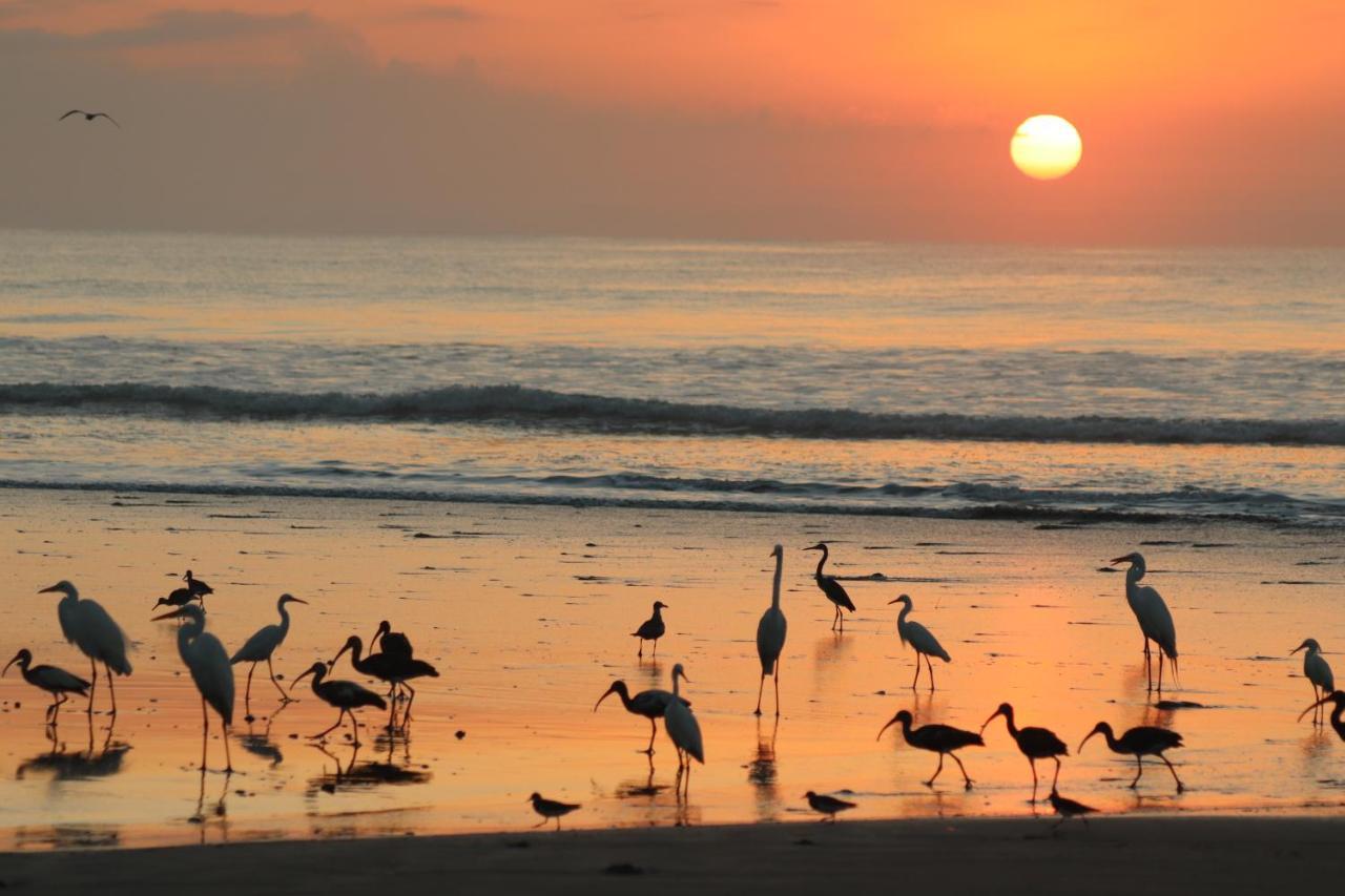 Four Monkeys Eco Lodge Jungle & Beach - The House Cabo Matapalo 외부 사진