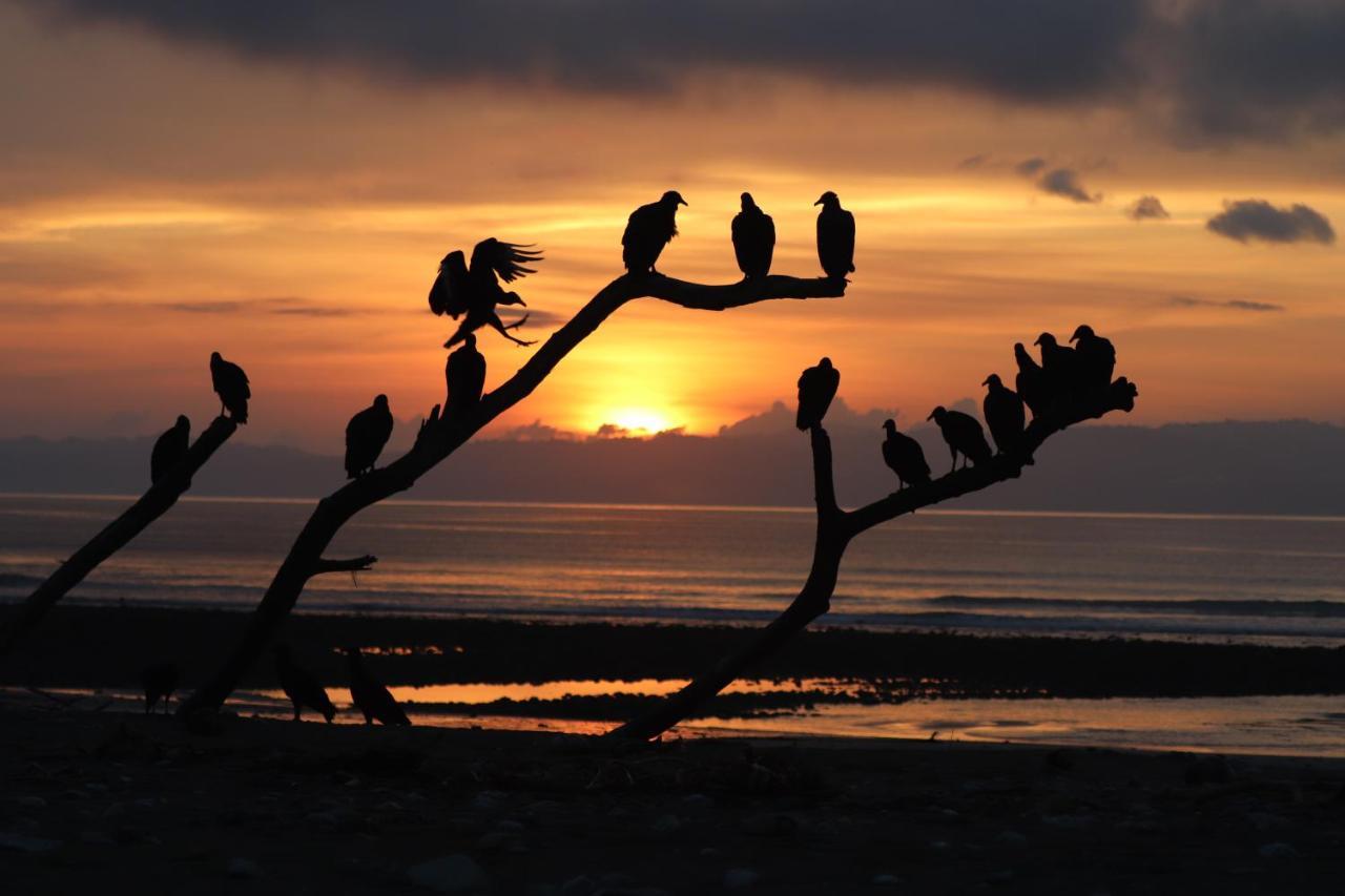 Four Monkeys Eco Lodge Jungle & Beach - The House Cabo Matapalo 외부 사진