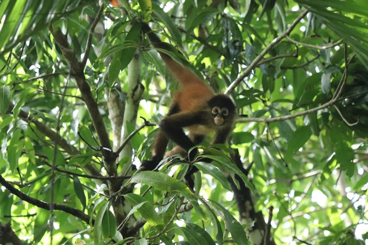 Four Monkeys Eco Lodge Jungle & Beach - The House Cabo Matapalo 외부 사진