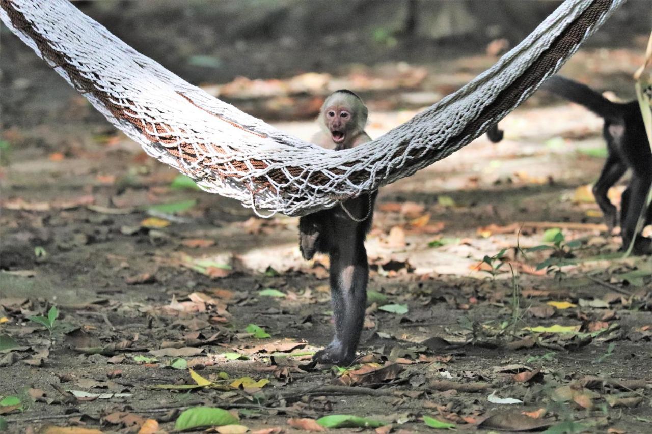 Four Monkeys Eco Lodge Jungle & Beach - The House Cabo Matapalo 외부 사진