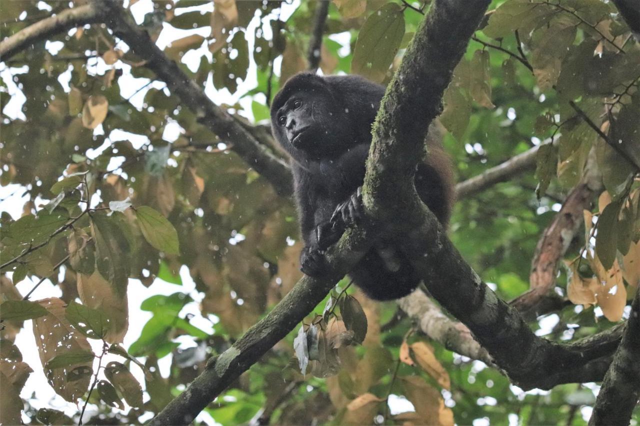 Four Monkeys Eco Lodge Jungle & Beach - The House Cabo Matapalo 외부 사진