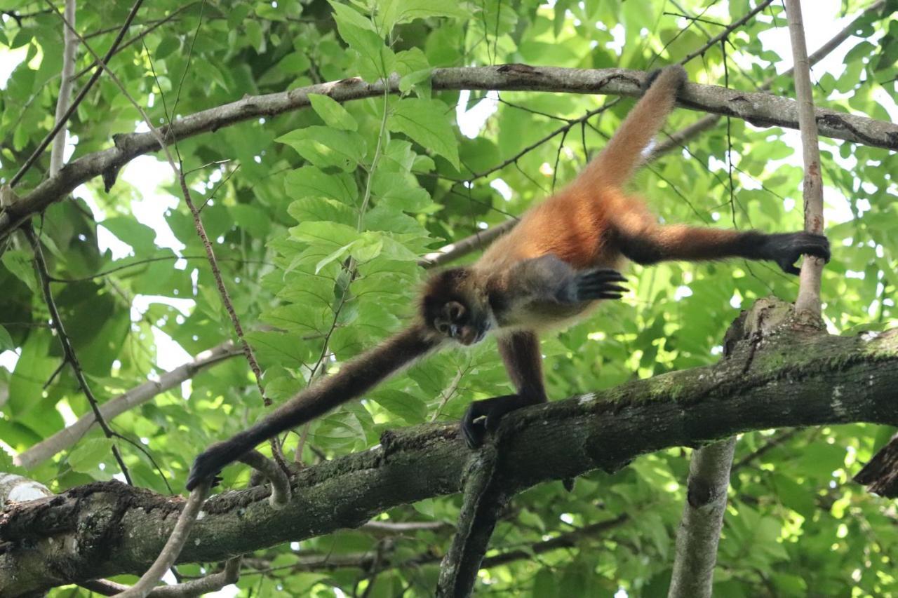 Four Monkeys Eco Lodge Jungle & Beach - The House Cabo Matapalo 외부 사진