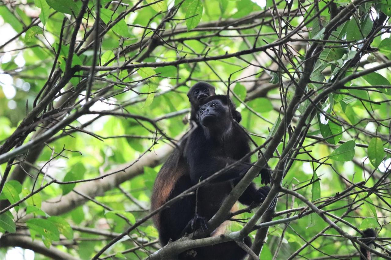 Four Monkeys Eco Lodge Jungle & Beach - The House Cabo Matapalo 외부 사진