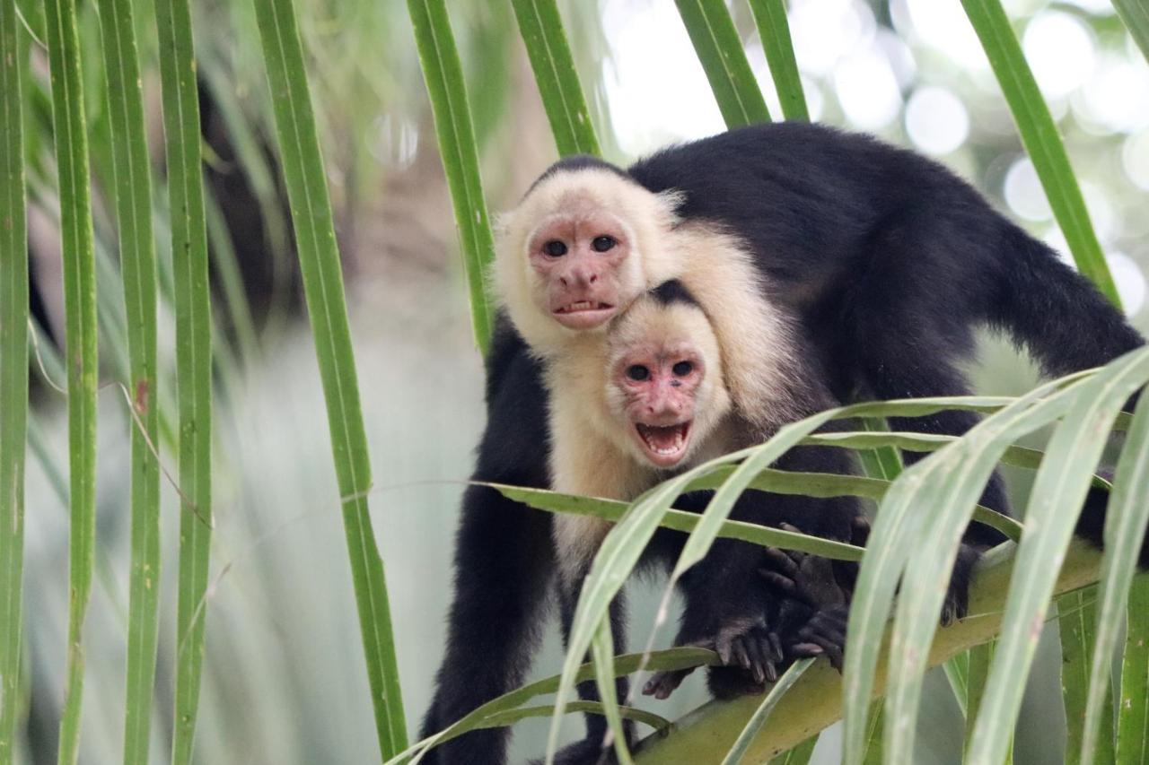 Four Monkeys Eco Lodge Jungle & Beach - The House Cabo Matapalo 외부 사진