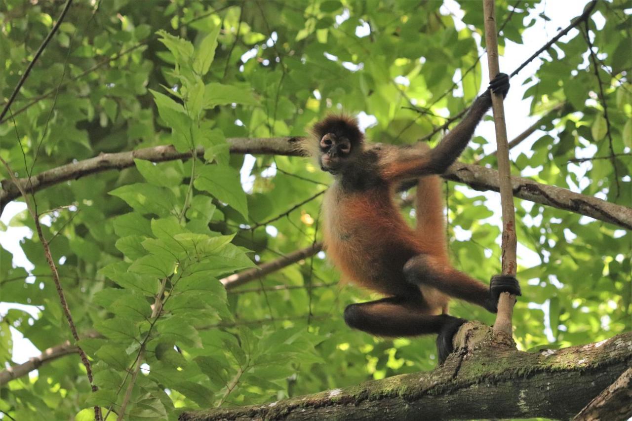Four Monkeys Eco Lodge Jungle & Beach - The House Cabo Matapalo 외부 사진