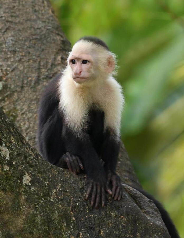 Four Monkeys Eco Lodge Jungle & Beach - The House Cabo Matapalo 외부 사진